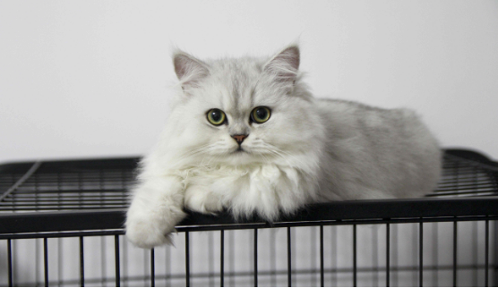 金吉拉猫一直长不胖的原因是什么