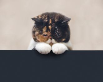 折耳猫喜欢咬人的原因是什么
