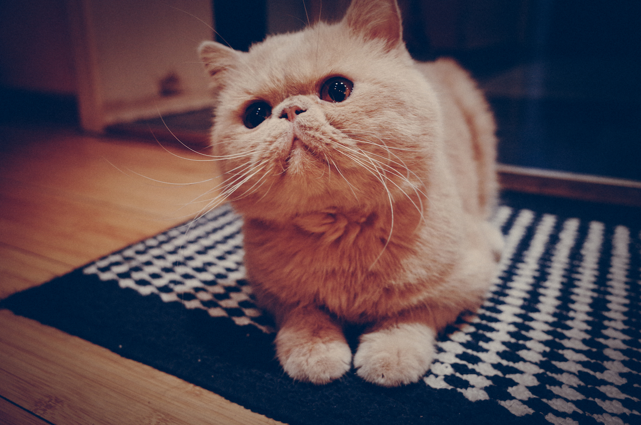 加菲猫喜欢吃猫砂要怎么办？
