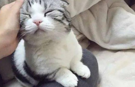 矮脚猫感冒了会有哪些症状？