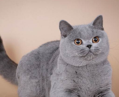 英国短毛猫吃很多还是长不胖要怎么办？