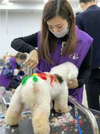 宁波宠物美容院培训多少钱一学期