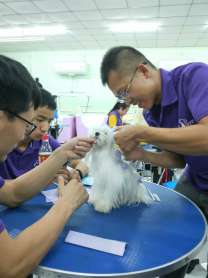 衢州现在做宠物美容行业赚钱吗