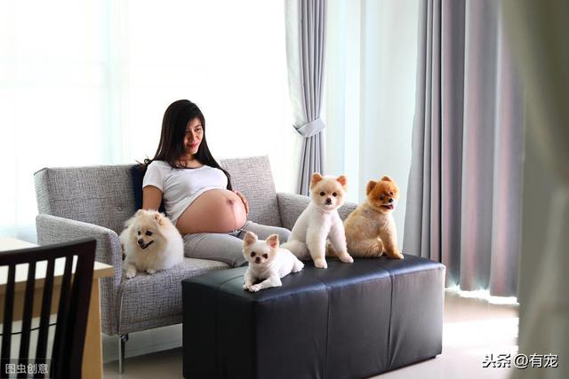 怀孕的准妈妈们应该注意与宠物的5个相处之道