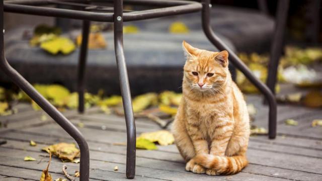 成年人橘猫胖成球，挑哪家猫粮好？什么猫粮能助猫瘦身？