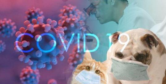 全世界小宠物诊断领导品牌爱德士官方网宣告 未显示信息犬猫新冠病毒阳性