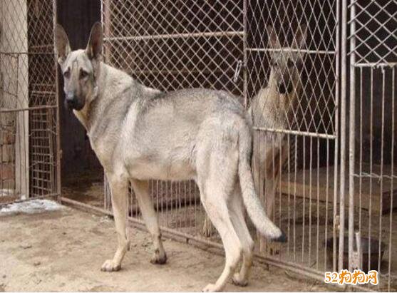 中华狼青犬250斤！150斤的种公狼青确实存有吗？