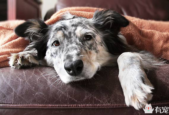 狗狗贫血的症状是什么？有什么原因？