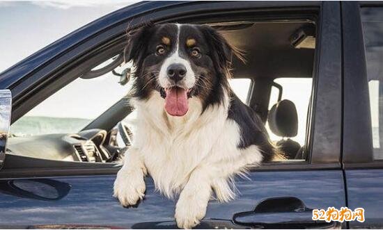 提示！宠物狗乘车探头出车窗违反规定！买车人将处以记2分罚100元处！