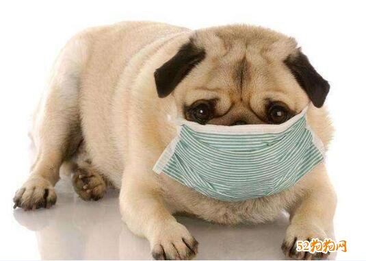 美国农业部6月2日公布：美国首例宠物狗诊断感柒新冠肺炎病案！
