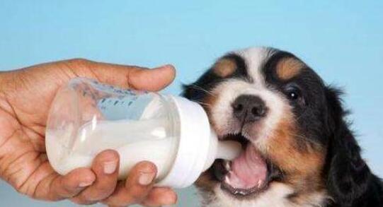 小狗能够 喝牛奶吗? 小狗饲养注意事项!