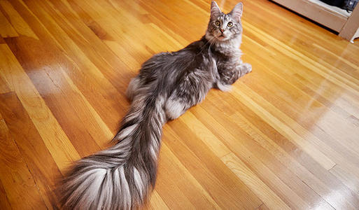 猫咪尾巴是怎样运动的？猫咪如何控制尾巴？