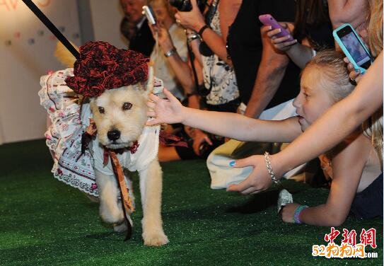 美国加州举办2020年度宠物狗时装秀