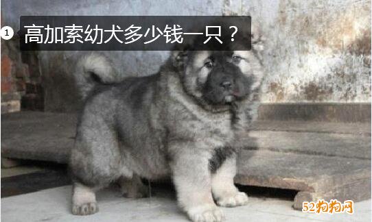 高加索犬幼犬多少钱一只呢