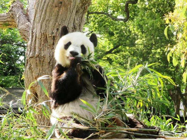 旅日二十年熊猫将要归国，日本群众不舍：中国再给二只行不？