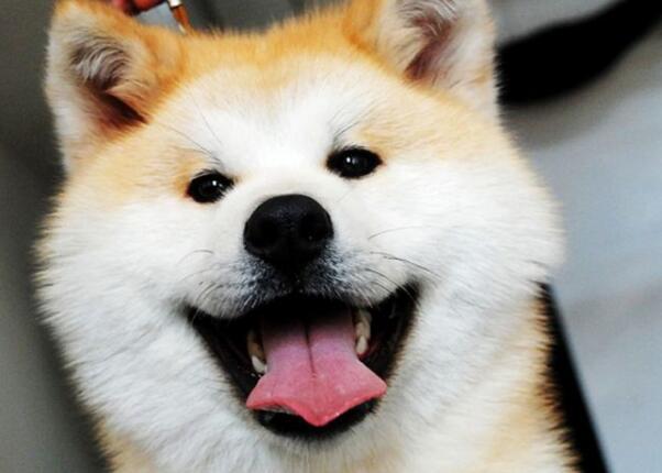 深受日本家庭喜欢的秋田犬，一般售价是多少