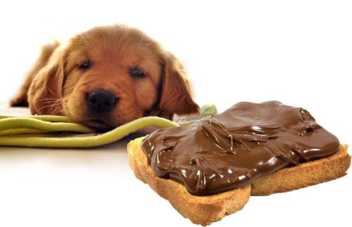 狗狗食物中毒之巧克力中毒