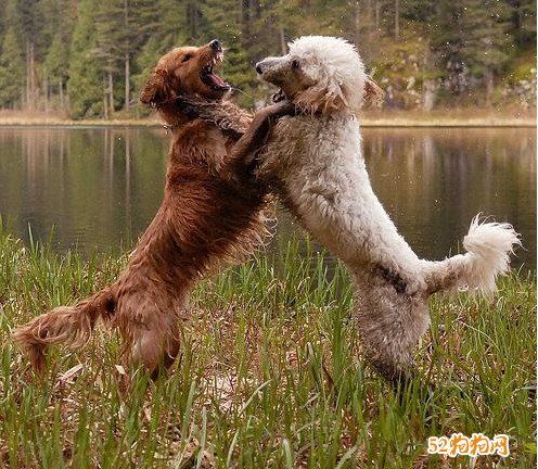 两宠物狗打架斗殴主人亲身下场督战！結果变为两人大战！