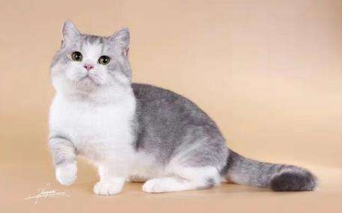 猫中萌神矮脚猫 矮脚猫是什么品种