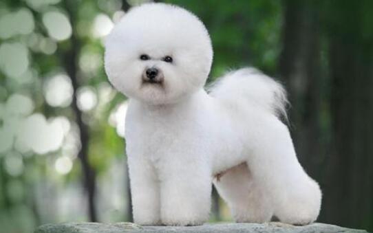 养小型犬比熊在平时毛发护理上，有什么必须留意的呢