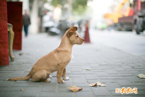 上海市养犬管理条例：遗弃宠物狗被罚是一堂普法课！