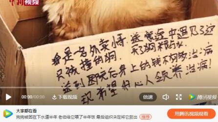 上海市首例养犬人遗弃犬被罚款500元 腾讯官方启用检举虐杀动物频道栏目