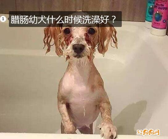 腊肠幼犬、腊肠幼犬什么时候洗澡好？