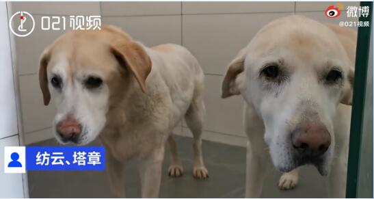 上海退役四年导盲犬苦等领养！上海定居户口都可以领养！
