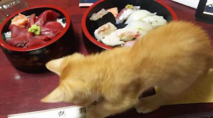 日本迎来猫猫陪伴套餐内容 吸引大量爱猫达人