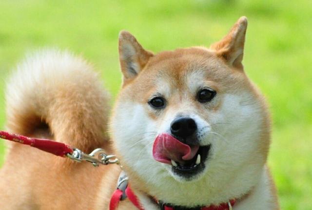 秋田犬和柴犬是不一样的品种，但外形基本上一样，仅有真爱才可以分辨