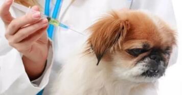 哈尔滨市饲养宠物犬已超10万,群众吐槽找宠物疫苗却一苗难求!