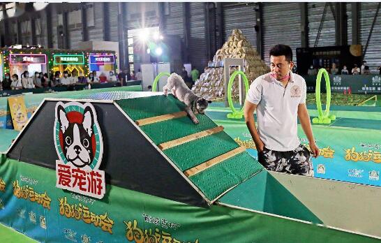 亚宠展上海市举办：“小狗运动会”吸引爱狗人士眼光！