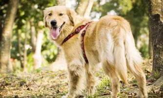 狗狗秋天非常容易患的5种疾病,预防最重要!