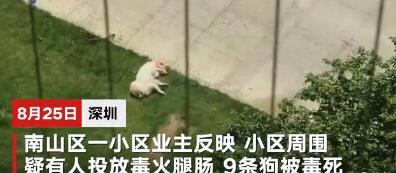 深圳9只宠物狗疑遭人投毒致死，投毒毒死宠物狗的人则涉嫌犯罪