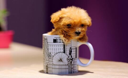 能萌翻你的茶杯犬要不要养一只呢？