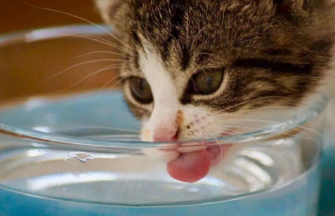 猫咪忽然瘋狂爱喝水, 铲屎官可不必高兴得太早!