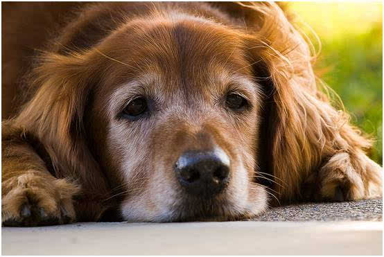 家里要怎样照顾高龄宠物犬？
