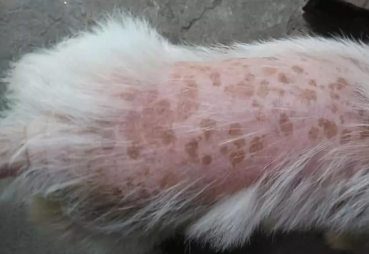 狗狗为什么会得皮炎湿疹，宠物狗皮炎湿疹怎么治疗