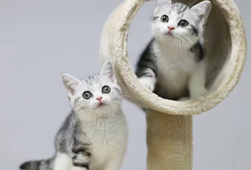 天津纯种三个月的加菲猫多少钱？