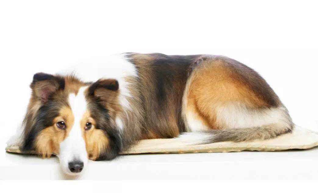 狗狗尿结石不可忽视，尿结石是影响狗狗身体健康的元凶