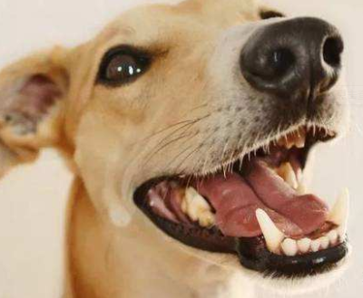 宠物狗牙龈发红溃烂该怎么办？