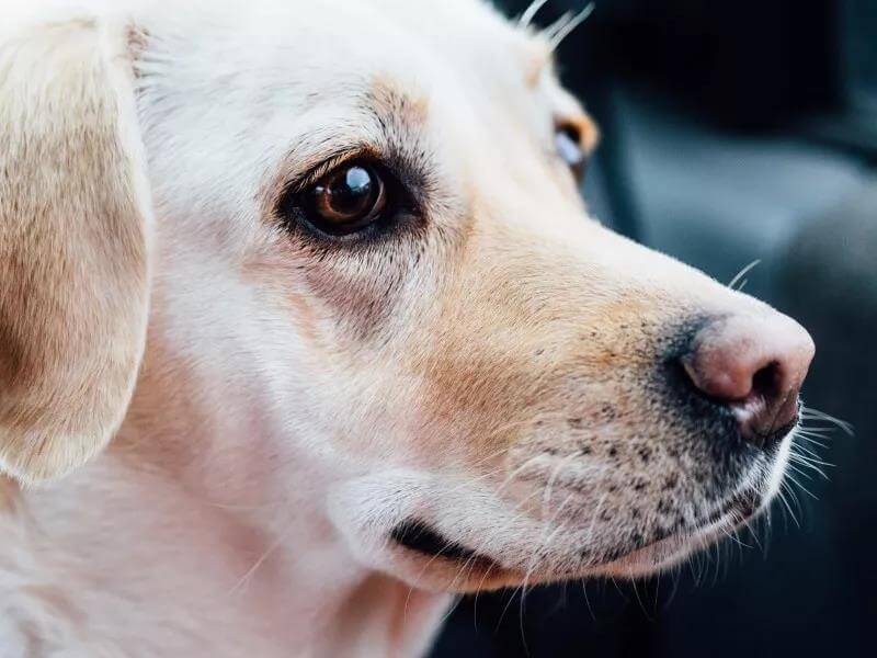 狗狗眼睛有红血丝是什么原因，应该怎么做?