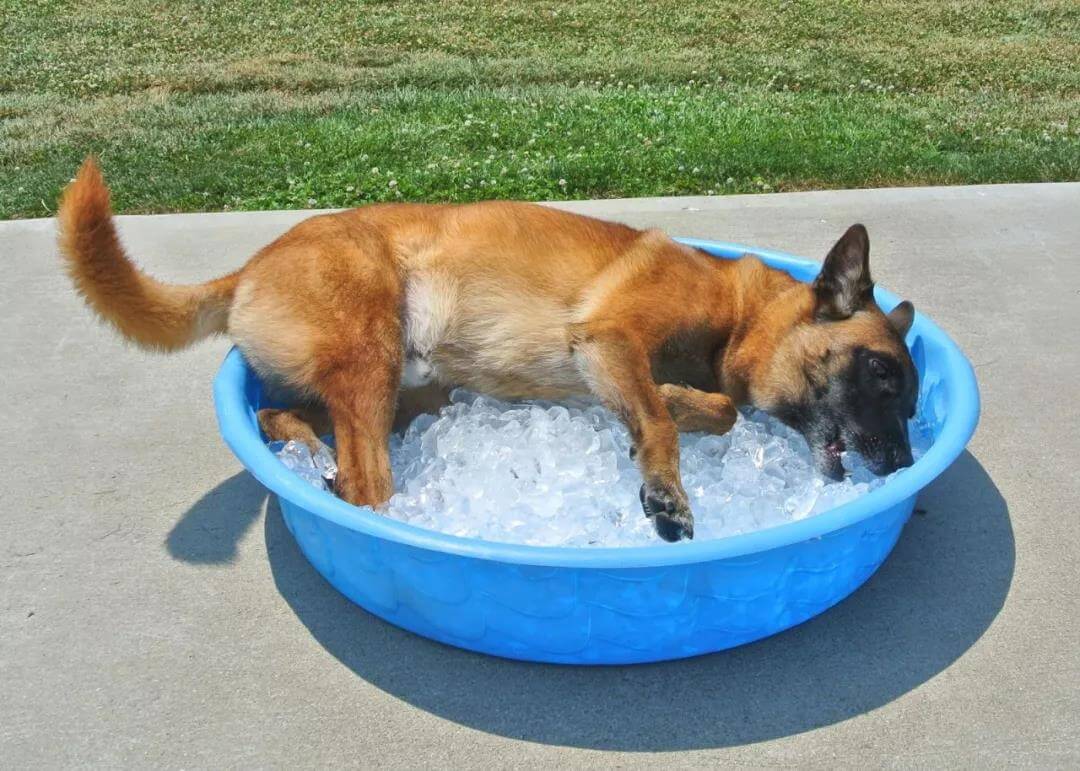 防中署有妙招，让狗狗开心身心健康过夏季！