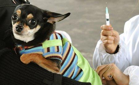 为何给狗狗打疫苗不按体重定剂量？