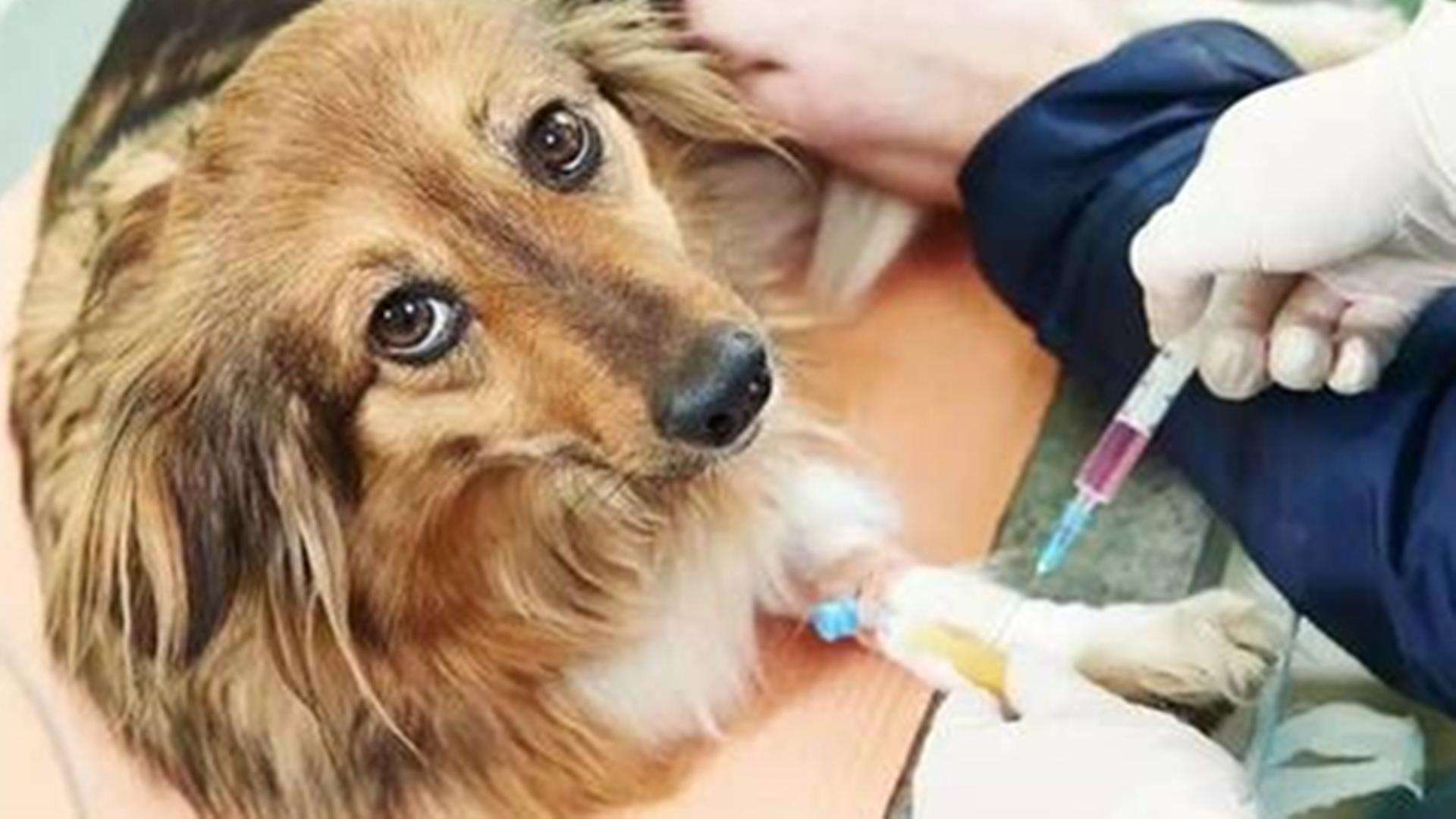 狗狗注射疫苗后过敏怎么办
