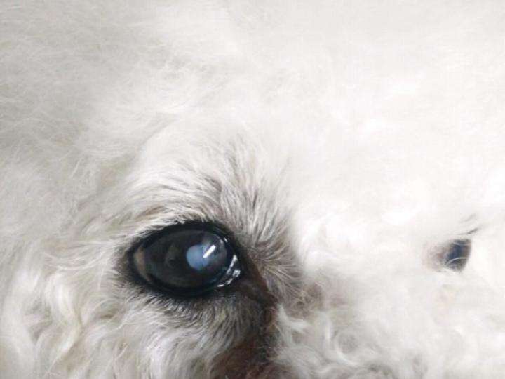 盘点狗狗非常容易患的这种眼部疾病