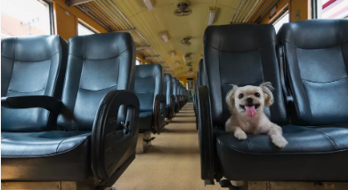 带着宠物去旅行,上列车托运宠物最齐指南看这里!