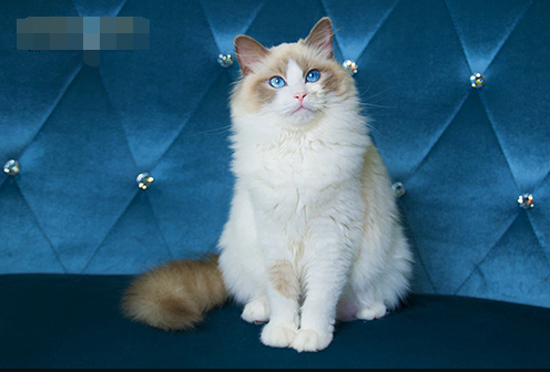 抖音纯白色拿破仑网红猫价格多少钱一只？