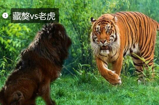 藏獒和老虎谁强大？結果会让猛犬爱好者失望！