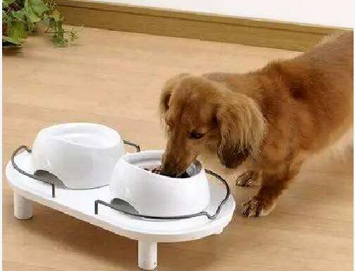 腊肠犬日常狗粮怎么搭配，吃什么食物？